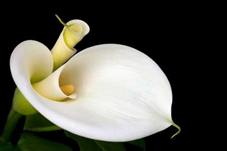 Copo De Leite Ecoinforme