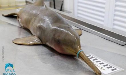 Golfinho morre de fome com lacre no bico