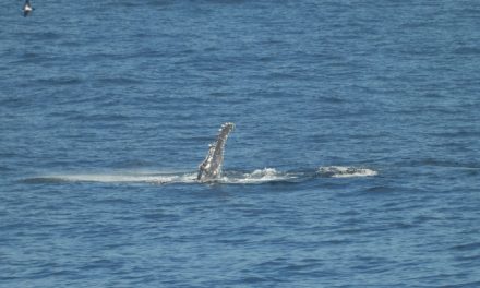 Viva! Avistamos a primeira baleia na temporada