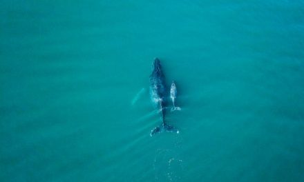 Baleia em Ilhabela